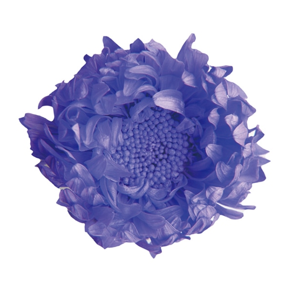 フロールエバー プリザーブドフラワー　アスター オーロラバイオレット FL440-86 6輪/箱（ご注文単位1箱）【直送品】