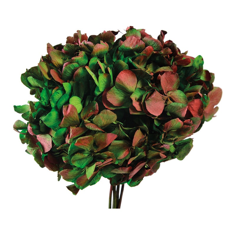 フロールエバー プリザーブドフラワー ヨーロピアンアジサイ デュオ ステム付 グリーン×レッド FL295-307 1束(ご注文単位1束)【直送品】