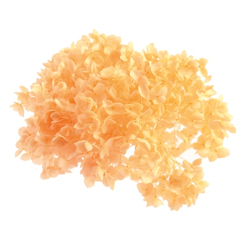 フロールエバー プリザーブドフラワー　アナベル パステルオレンジ FL296-740 1箱（ご注文単位1箱）【直送品】