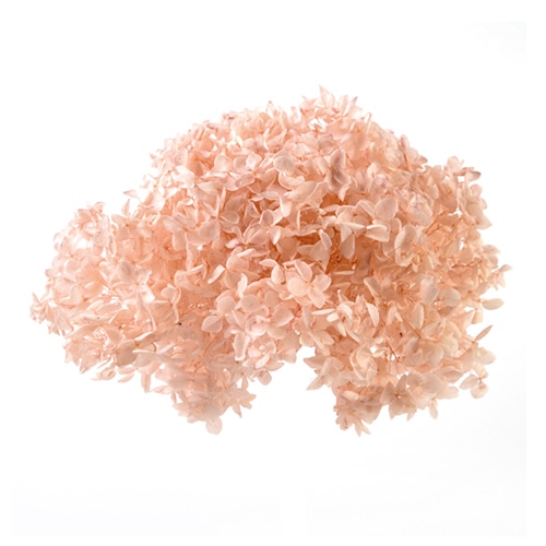 フロールエバー プリザーブドフラワー　アナベル ライトピンク FL296-970 1箱（ご注文単位1箱）【直送品】