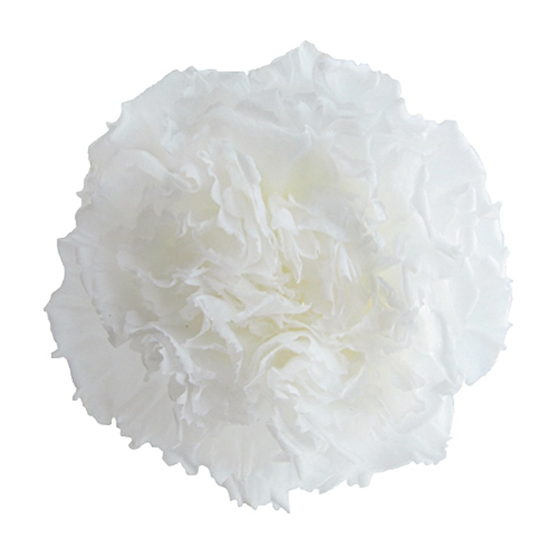 フロールエバー プリザーブドフラワー　ミニカーネーション パールホワイト FL1200-01 12輪/箱（ご注文単位1箱）【直送品】