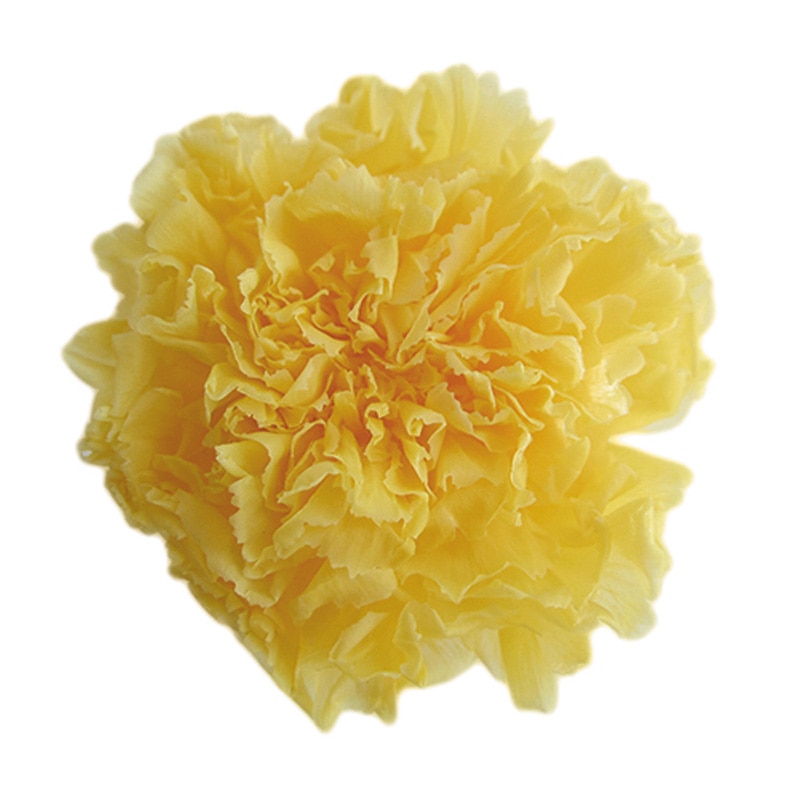 フロールエバー プリザーブドフラワー　ミニカーネーション イエロー FL1200-02 12輪/箱（ご注文単位1箱）【直送品】