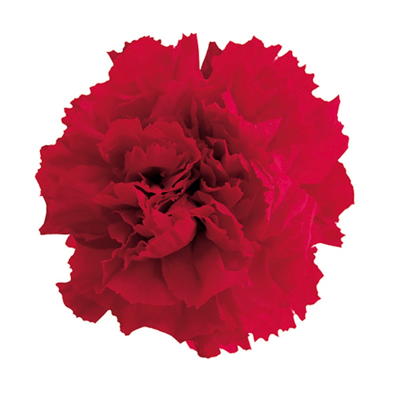 フロールエバー プリザーブドフラワー　ミニカーネーション チェリーレッド FL1200-05 12輪/箱（ご注文単位1箱）【直送品】