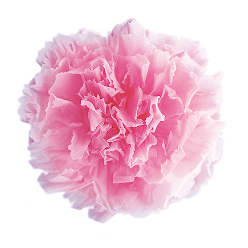 フロールエバー プリザーブドフラワー　ミニカーネーション ベイビーピンク FL1200-07 12輪/箱（ご注文単位1箱）【直送品】