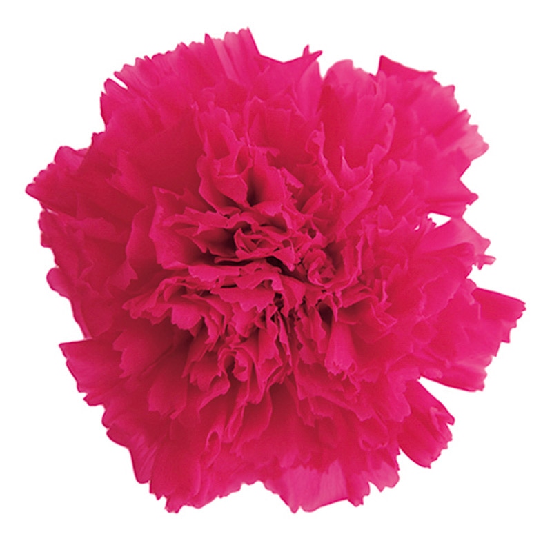 フロールエバー プリザーブドフラワー　ミニカーネーション ホットピンク FL1200-08 12輪/箱（ご注文単位1箱）【直送品】