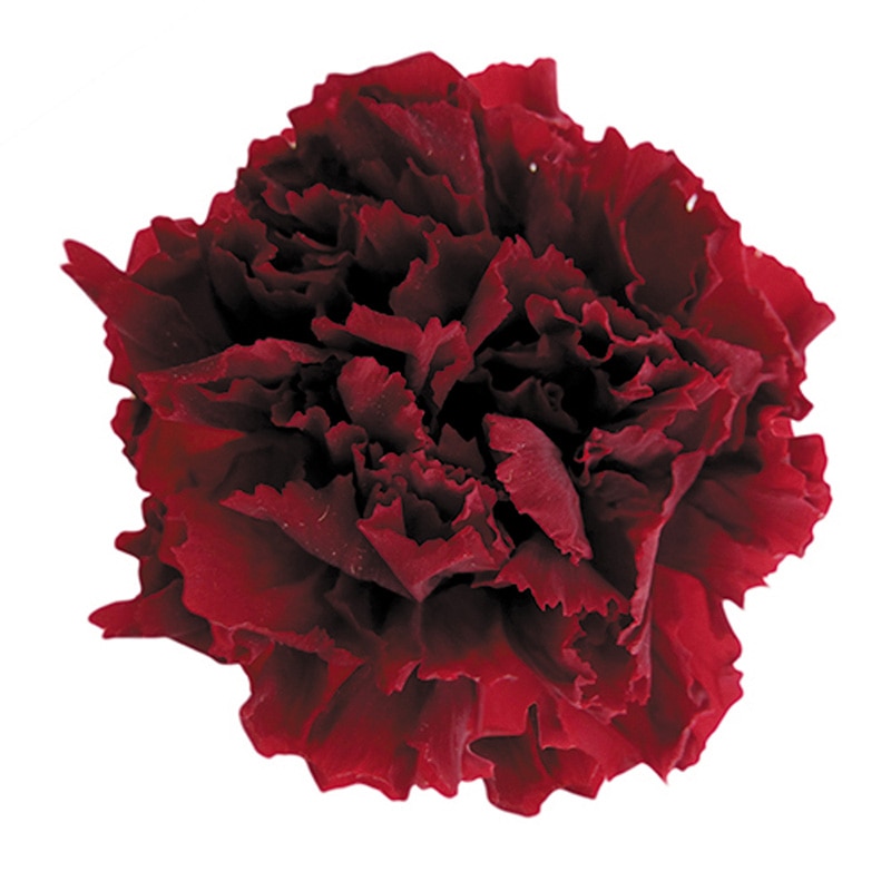 フロールエバー プリザーブドフラワー　ミニカーネーション ワイン FL1200-10 12輪/箱（ご注文単位1箱）【直送品】