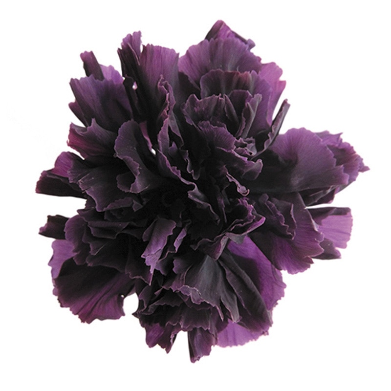 フロールエバー プリザーブドフラワー　ミニカーネーション バイオレット FL1200-18 12輪/箱（ご注文単位1箱）【直送品】