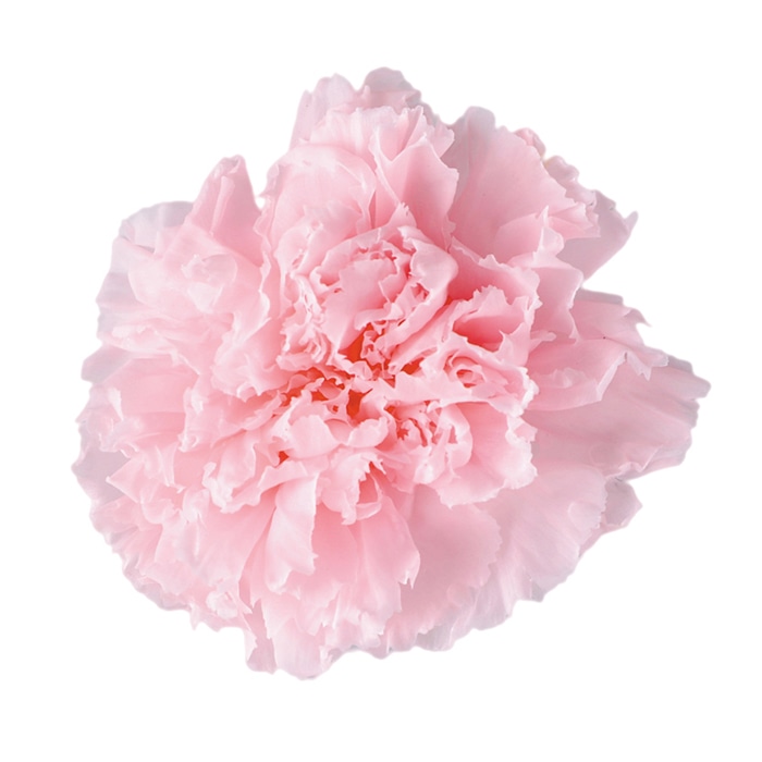 フロールエバー プリザーブドフラワー　ミニカーネーション ミルキーピンク FL1200-30 12輪/箱（ご注文単位1箱）【直送品】