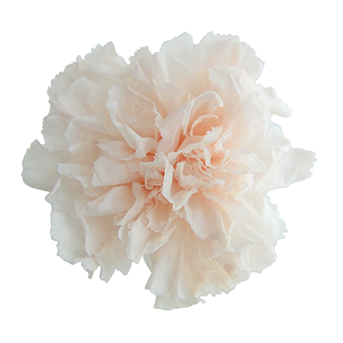 フロールエバー プリザーブドフラワー　ミニカーネーション パンナコッタ FL1200-46 12輪/箱（ご注文単位1箱）【直送品】