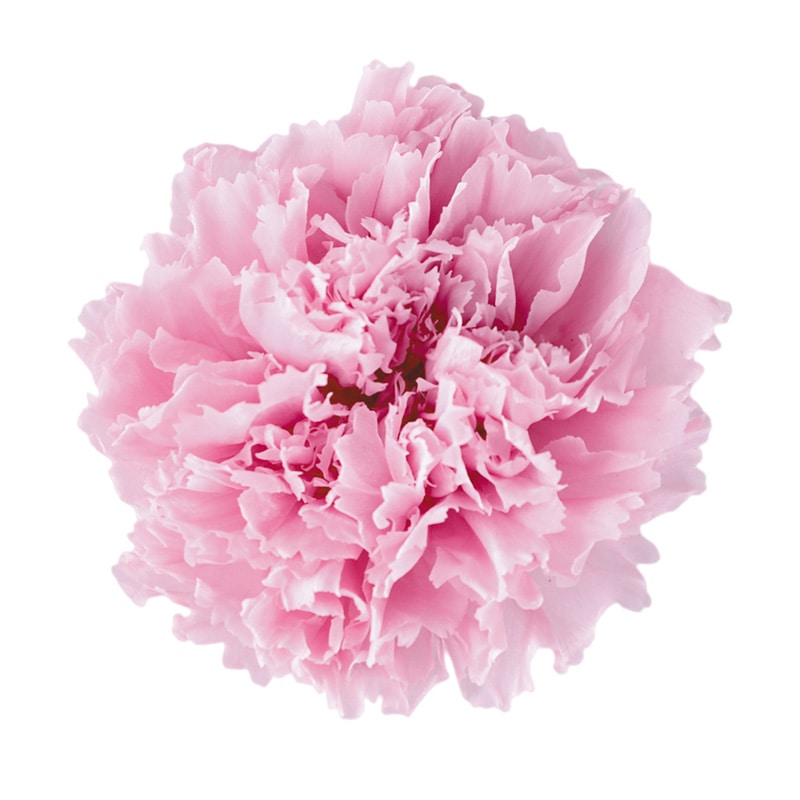 フロールエバー プリザーブドフラワー　ミニカーネーション ラベンダーピンク FL1200-61 12輪/箱（ご注文単位1箱）【直送品】