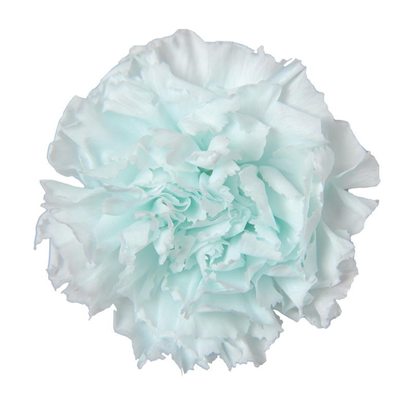 フロールエバー プリザーブドフラワー　ミニカーネーション ブルーマルガリータ FL1200-80 12輪/箱（ご注文単位1箱）【直送品】