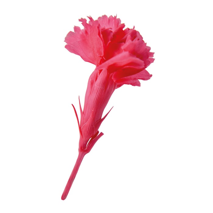 フロールエバー プリザーブドフラワー　マイクロカーネーション ホットピンク FL1400-08 20輪/箱（ご注文単位1箱）【直送品】