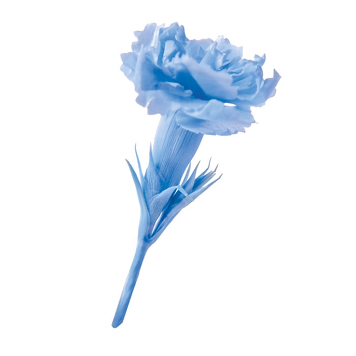 フロールエバー プリザーブドフラワー　マイクロカーネーション パウダーブルー FL1400-13 20輪/箱（ご注文単位1箱）【直送品】