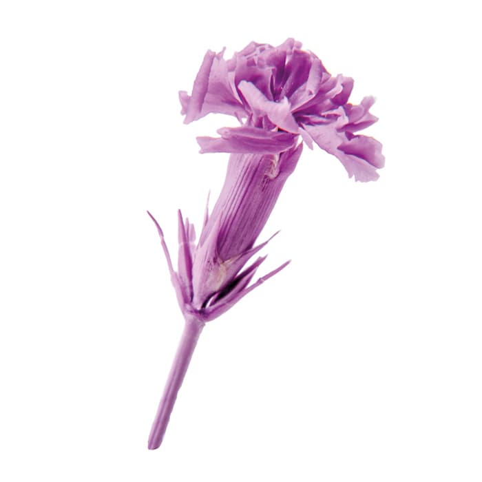フロールエバー プリザーブドフラワー　マイクロカーネーション ラベンダー FL1400-14 20輪/箱（ご注文単位1箱）【直送品】
