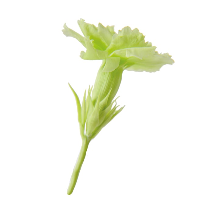 フロールエバー プリザーブドフラワー　マイクロカーネーション シトラスグリーン FL1400-64 20輪/箱（ご注文単位1箱）【直送品】