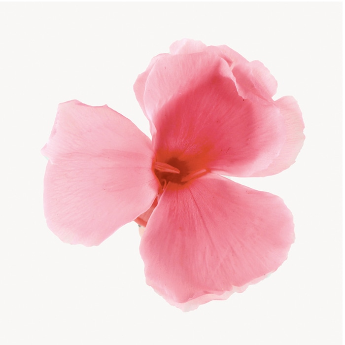 フロールエバー プリザーブドフラワー　ダイアンサス ベイビーピンク FL1401-07 12輪/箱（ご注文単位1箱）【直送品】