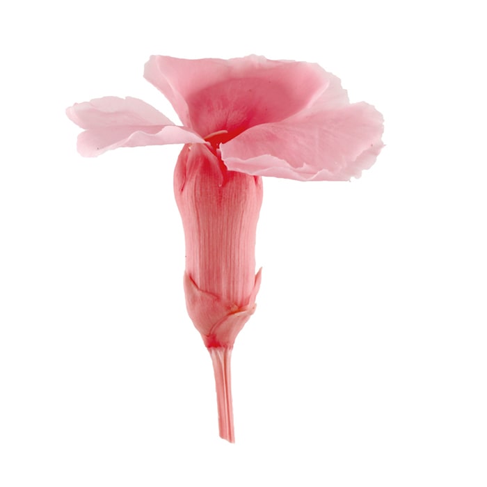 フロールエバー プリザーブドフラワー　ダイアンサス ベイビーピンク FL1401-07 12輪/箱（ご注文単位1箱）【直送品】