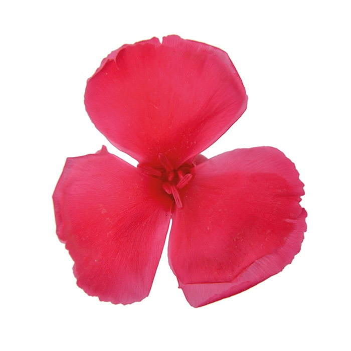 フロールエバー プリザーブドフラワー　ダイアンサス ホットピンク FL1401-08 12輪/箱（ご注文単位1箱）【直送品】