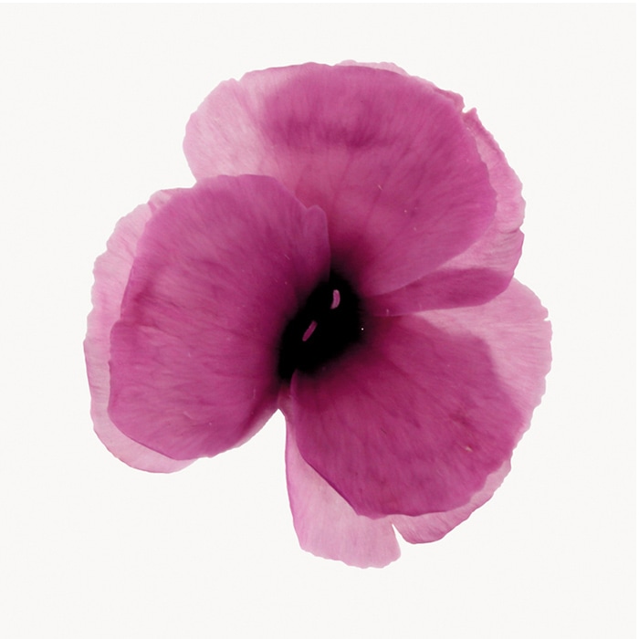 フロールエバー プリザーブドフラワー　ダイアンサス ラベンダー FL1401-14 12輪/箱（ご注文単位1箱）【直送品】