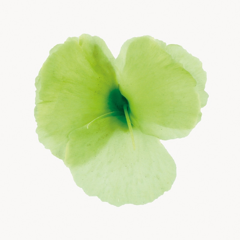 フロールエバー プリザーブドフラワー　ダイアンサス シトラスグリーン FL1401-64 12輪/箱（ご注文単位1箱）【直送品】