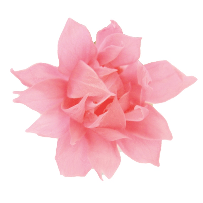 フロールエバー プリザーブドフラワー　スノースター ベイビーピンク FL1402-07 18輪/箱（ご注文単位1箱）【直送品】