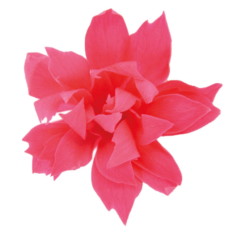 フロールエバー プリザーブドフラワー　スノースター ホットピンク FL1402-08 18輪/箱（ご注文単位1箱）【直送品】