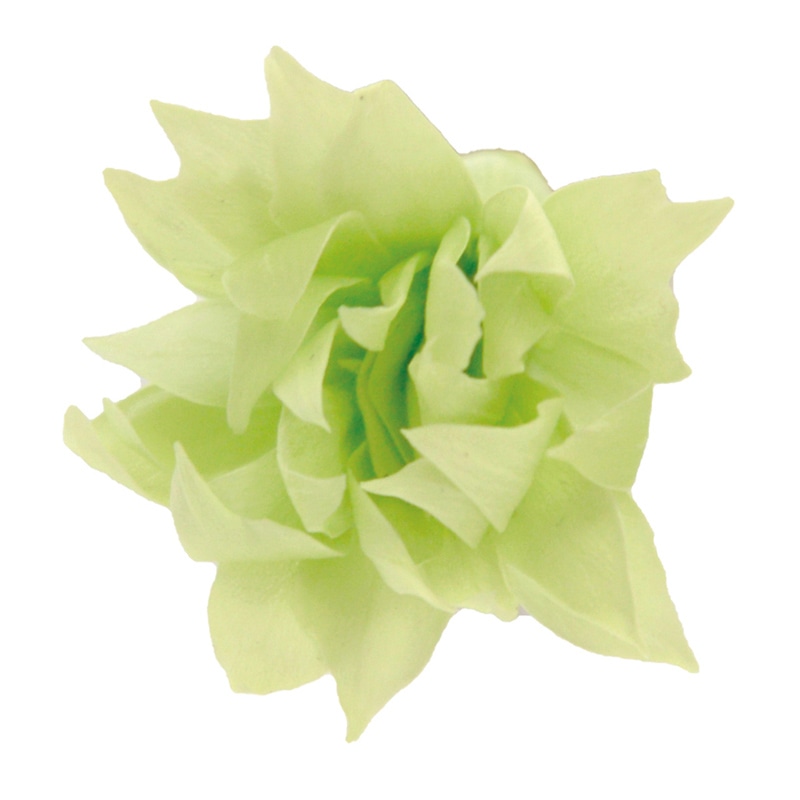 フロールエバー プリザーブドフラワー　スノースター シトラスグリーン FL1402-64 18輪/箱（ご注文単位1箱）【直送品】