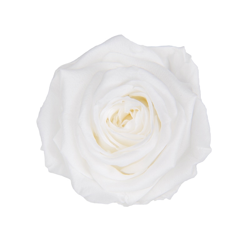 フロールエバー プリザーブドフラワー　メディアナローズ パールホワイト FL0300-01 8輪/箱（ご注文単位1箱）【直送品】