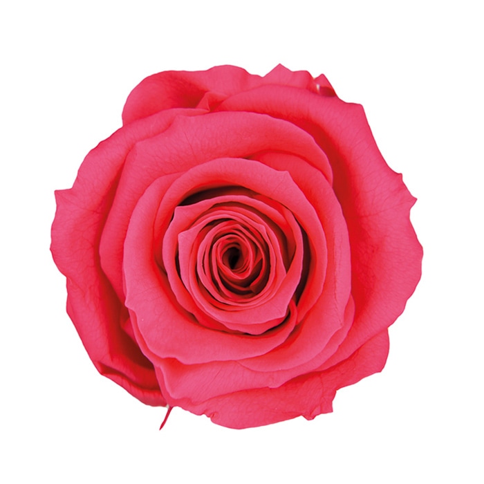 フロールエバー プリザーブドフラワー　メディアナローズ ホットピンク FL0300-08 8輪/箱（ご注文単位1箱）【直送品】