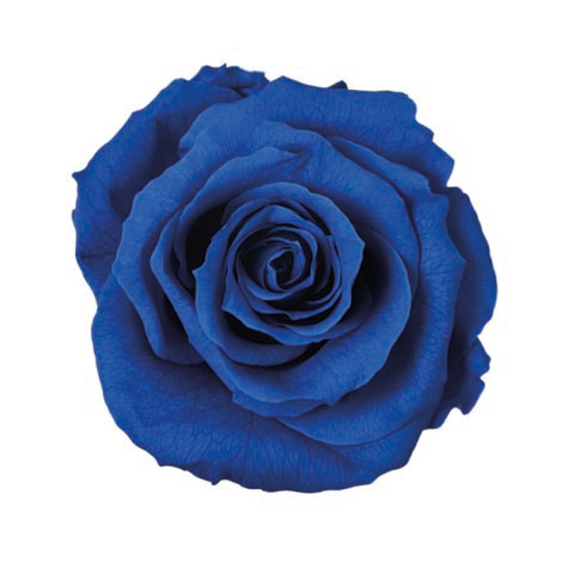 フロールエバー プリザーブドフラワー　メディアナローズ グランブルー FL0300-12 8輪/箱（ご注文単位1箱）【直送品】