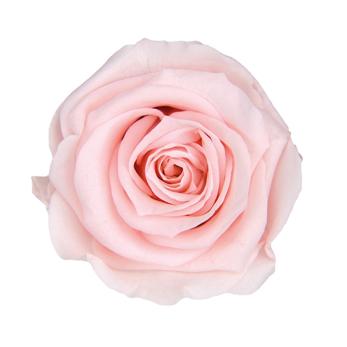 フロールエバー プリザーブドフラワー　メディアナローズ ミルキーピンク FL0300-30 8輪/箱（ご注文単位1箱）【直送品】