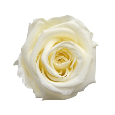 フロールエバー プリザーブドフラワー メディアナローズ フレンチバニラ FL0300-57 1箱（ご注文単位1箱）【直送品】