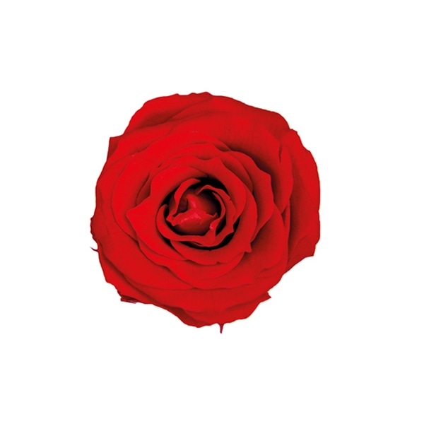 フロールエバー プリザーブドフラワー　ピッコラブロッサムローズ チェリーレッド FL041-05 18輪/箱（ご注文単位1箱）【直送品】