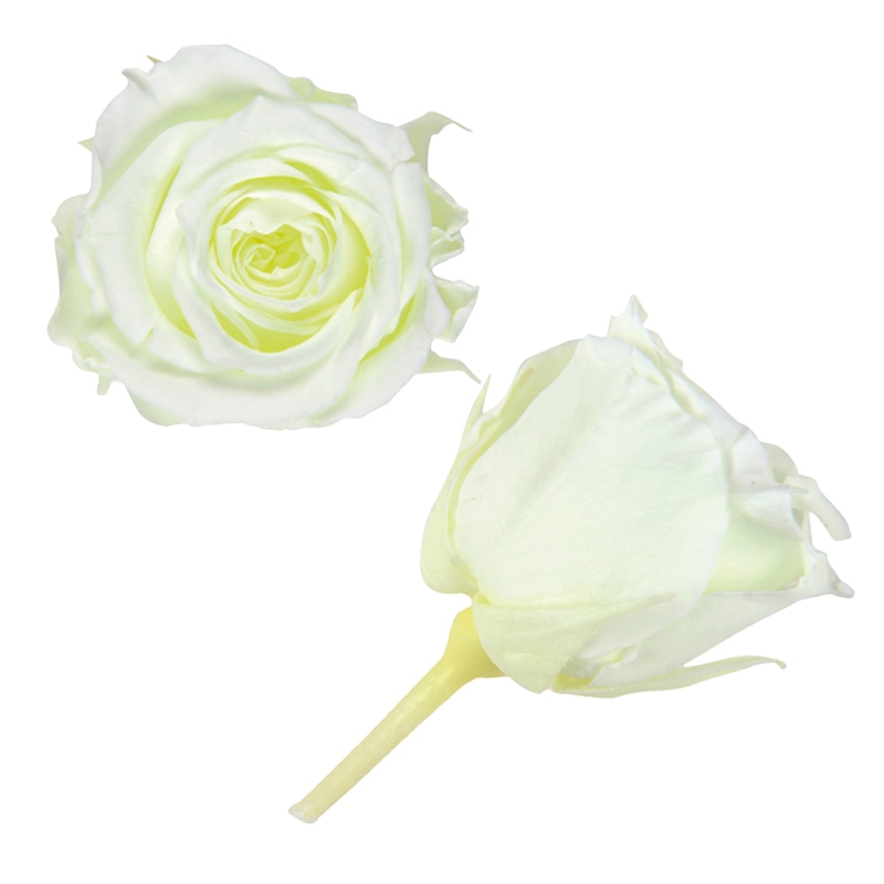 フロールエバー プリザーブドフラワー　ピッコラブロッサムローズ ソルティライム FL041-75 18輪/箱（ご注文単位1箱）【直送品】