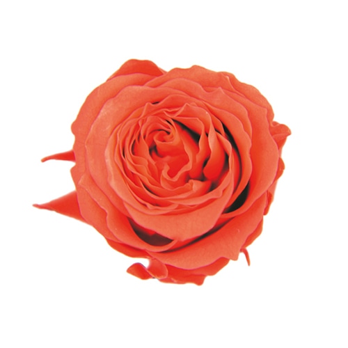 フロールエバー プリザーブドフラワー　ピッコラブロッサムローズ フラミンゴオレンジ FL041-85 18輪/箱（ご注文単位1箱）【直送品】