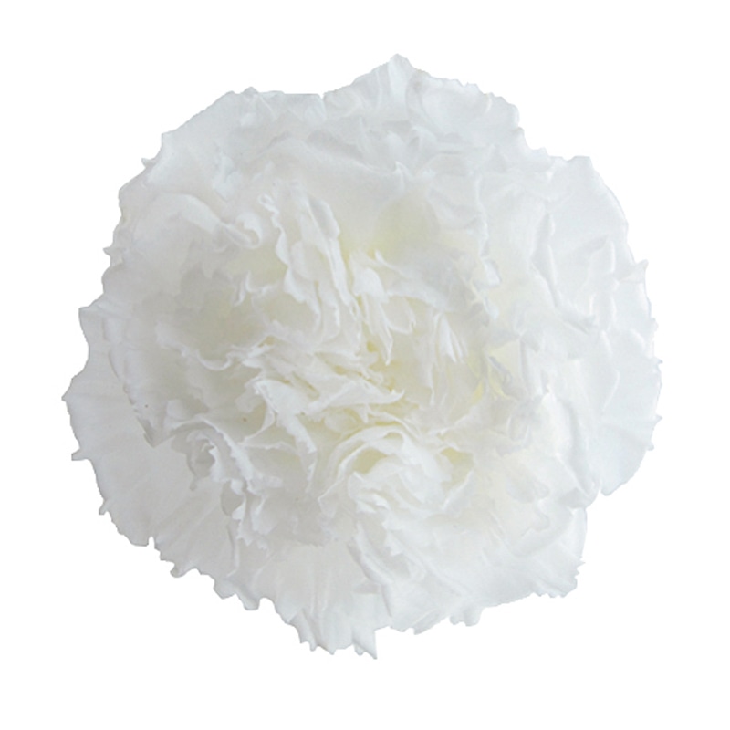 フロールエバー プリザーブドフラワー　スタンダードカーネーション パールホワイト FL1100-01 6輪/箱（ご注文単位1箱）【直送品】