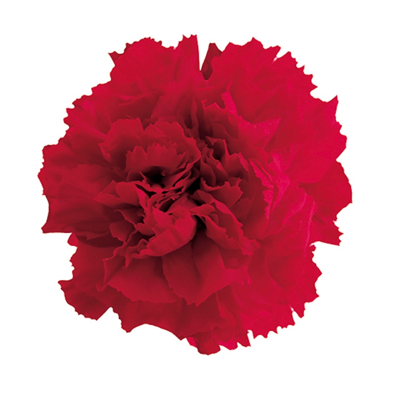 フロールエバー プリザーブドフラワー　スタンダードカーネーション チェリーレッド FL1100-05 6輪/箱（ご注文単位1箱）【直送品】