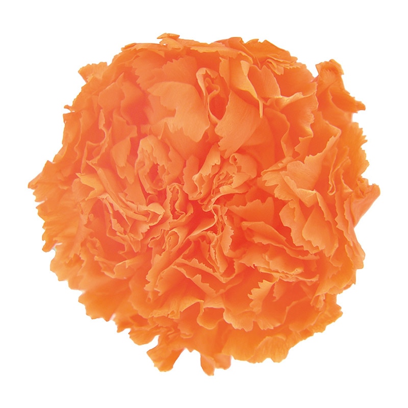 フロールエバー プリザーブドフラワー　スタンダードカーネーション サンセットオレンジ FL1100-06 6輪/箱（ご注文単位1箱）【直送品】