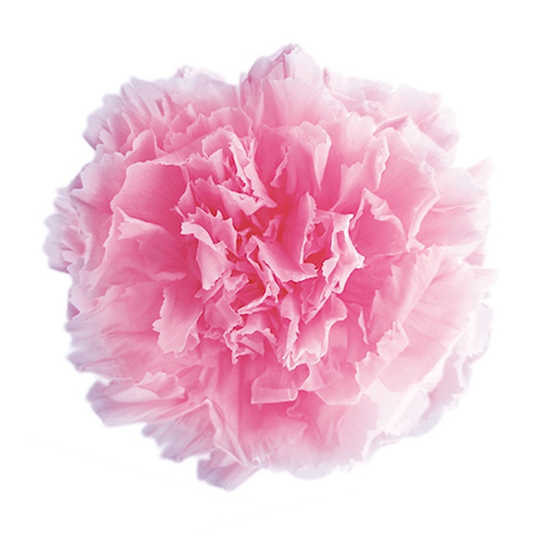 フロールエバー プリザーブドフラワー　スタンダードカーネーション ベイビーピンク FL1100-07 6輪/箱（ご注文単位1箱）【直送品】