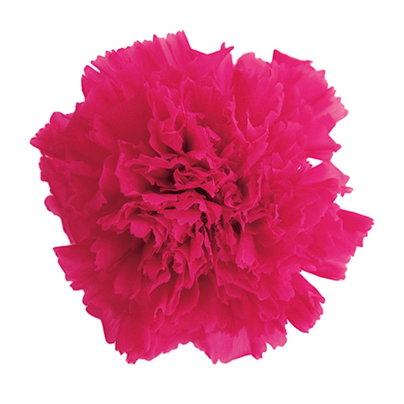 フロールエバー プリザーブドフラワー　スタンダードカーネーション ホットピンク FL1100-08 6輪/箱（ご注文単位1箱）【直送品】