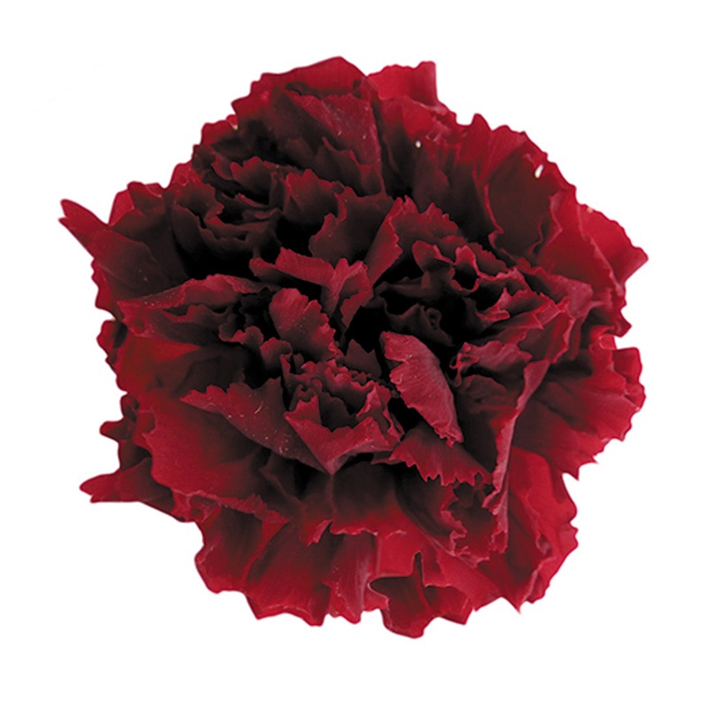 フロールエバー プリザーブドフラワー　スタンダードカーネーション ワイン FL1100-10 6輪/箱（ご注文単位1箱）【直送品】