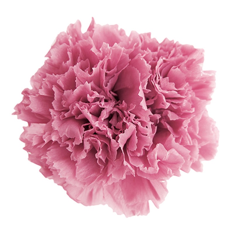 フロールエバー プリザーブドフラワー　スタンダードカーネーション チェリーブロッサム FL1100-20 6輪/箱（ご注文単位1箱）【直送品】