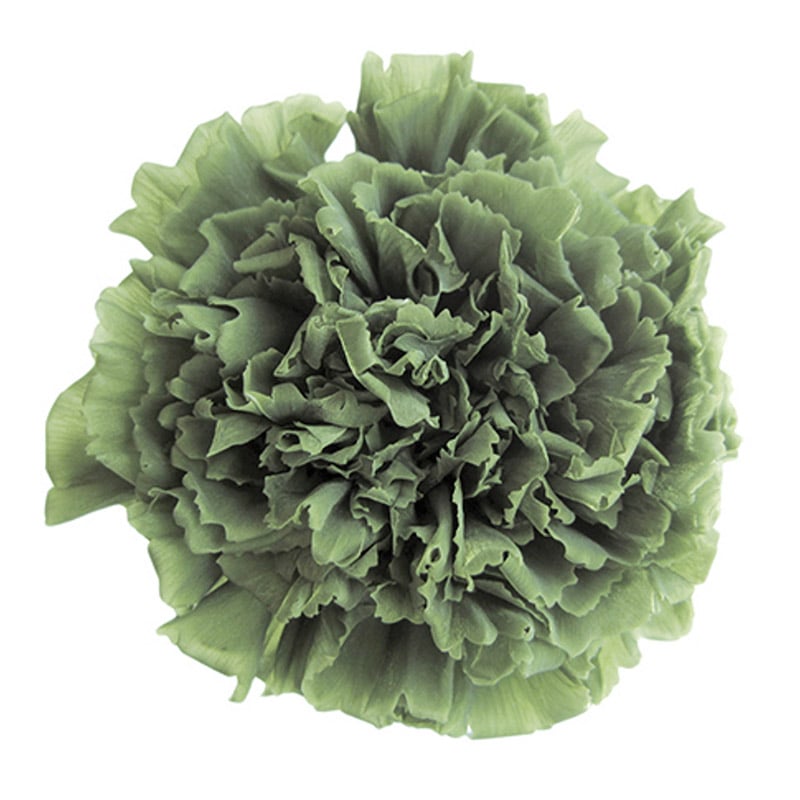 フロールエバー プリザーブドフラワー　スタンダードカーネーション グリーンティー FL1100-25 6輪/箱（ご注文単位1箱）【直送品】