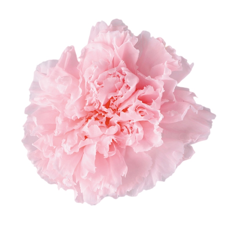 フロールエバー プリザーブドフラワー　スタンダードカーネーション ミルキーピンク FL1100-30 6輪/箱（ご注文単位1箱）【直送品】