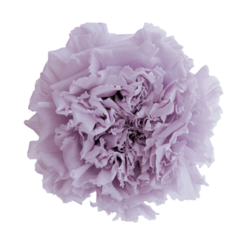 フロールエバー プリザーブドフラワー　スタンダードカーネーション ソフトライラック FL1100-43 6輪/箱（ご注文単位1箱）【直送品】