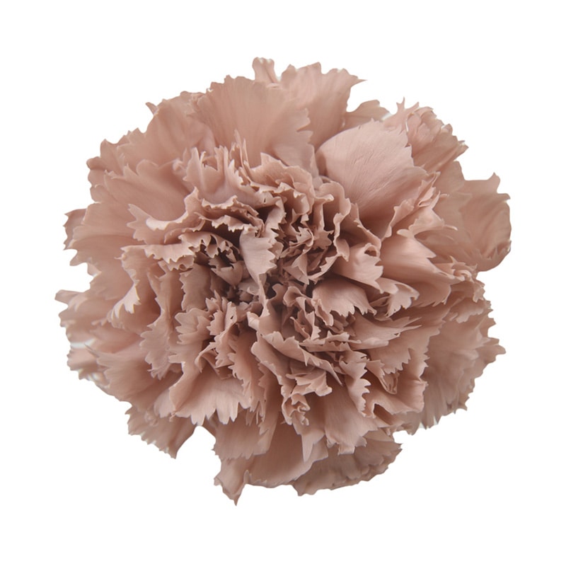 フロールエバー プリザーブドフラワー　スタンダードカーネーション ヘーゼルナッツ FL1100-44 6輪/箱（ご注文単位1箱）【直送品】