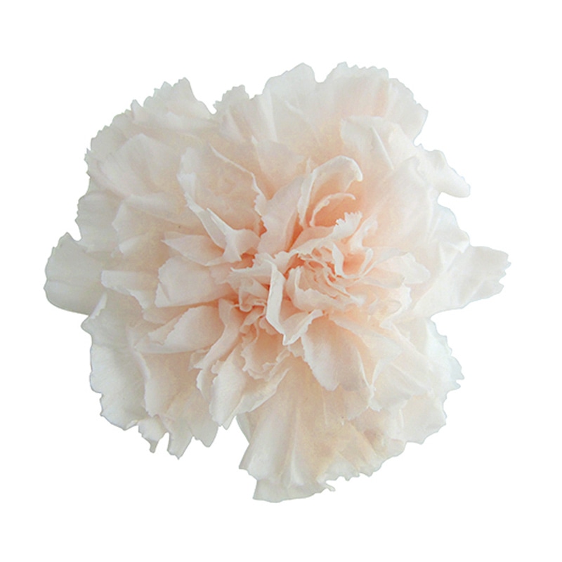 フロールエバー プリザーブドフラワー　スタンダードカーネーション パンナコッタ FL1100-46 6輪/箱（ご注文単位1箱）【直送品】