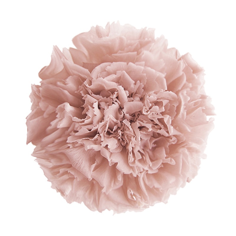 フロールエバー プリザーブドフラワー　スタンダードカーネーション ヌードピンク FL1100-55 6輪/箱（ご注文単位1箱）【直送品】