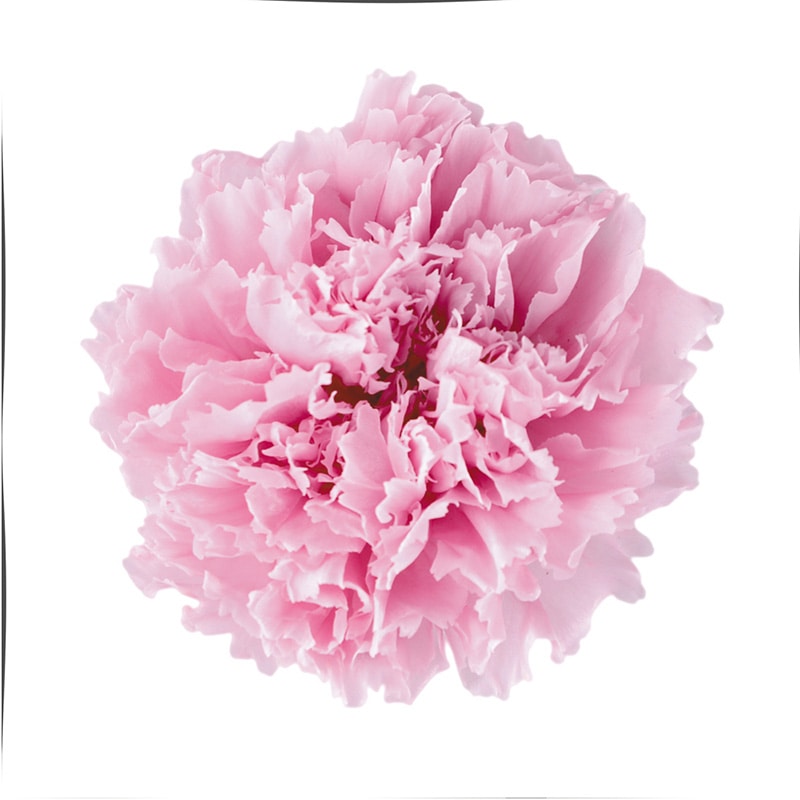 フロールエバー プリザーブドフラワー　スタンダードカーネーション ラベンダーピンク FL1100-61 6輪/箱（ご注文単位1箱）【直送品】