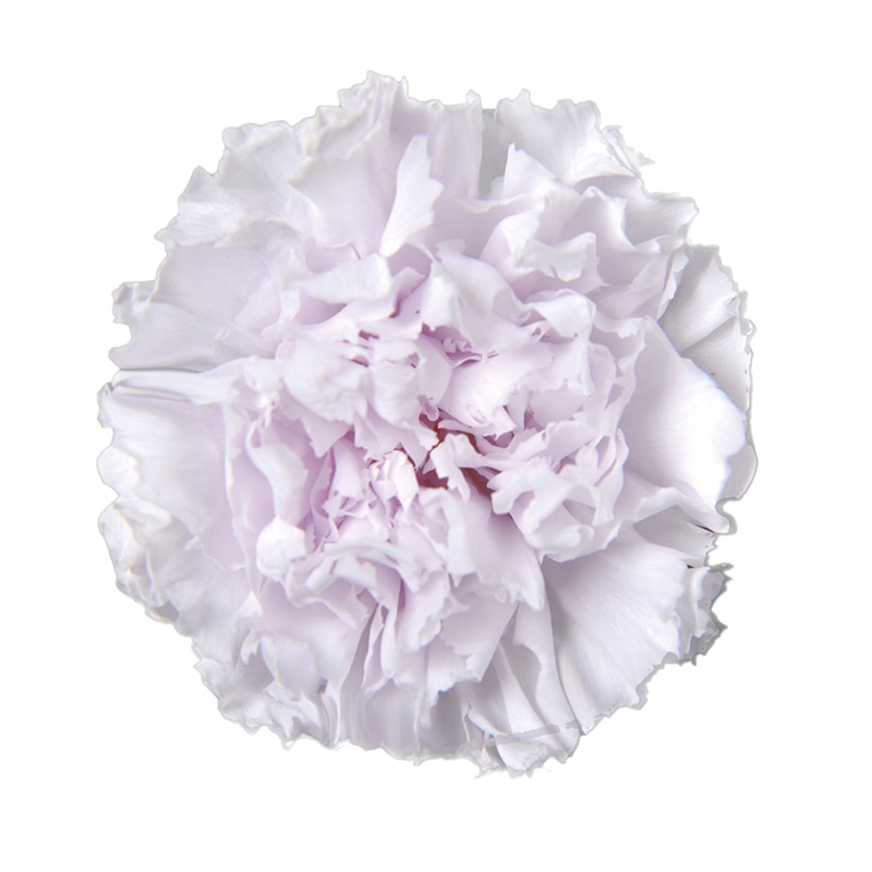 フロールエバー プリザーブドフラワー　スタンダードカーネーション ラベンダーフィズ FL1100-81 6輪/箱（ご注文単位1箱）【直送品】